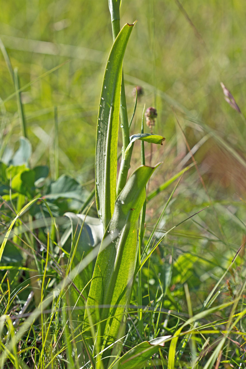 Gymnadenia conopsea